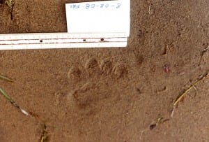 Paw print found by Don Leadley near Lake Pleasant.