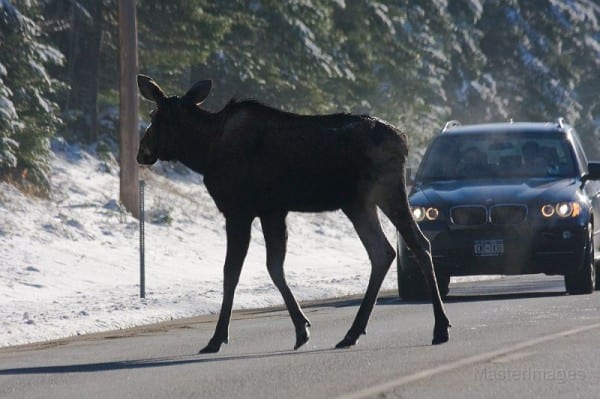 Moose population rises to 800