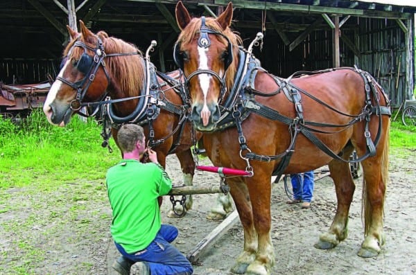 Mark prepares the draft horses for a day’s work.