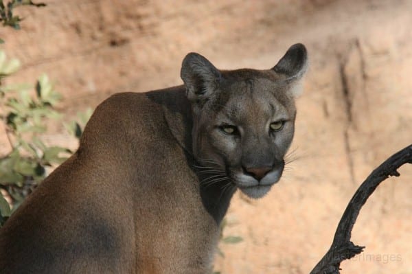 Eastern cougar extinct, feds say