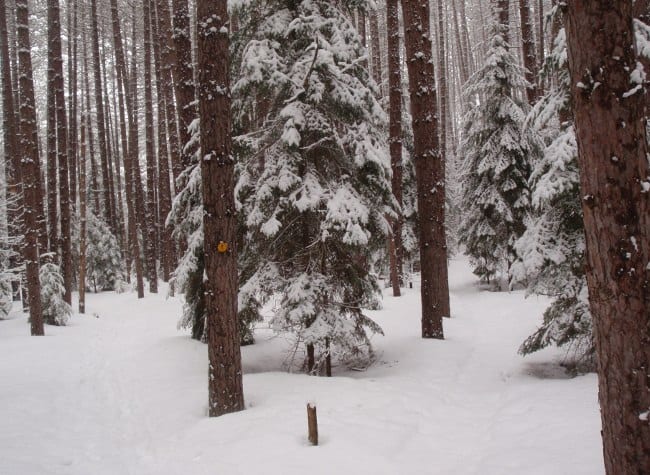 Junction Fresh snow on the Jackrabbit Ski Trail in Saranac Lake. Photo by Phil Brown.