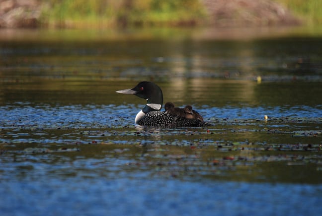 Two loon chicks enjoy a family ride. Photo by Lisa Densmore
