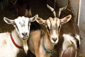 Goats at Asgaard Farm in the Ausable Valley.