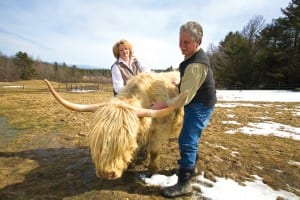 Cynthia and David Johnston raise Scottish Highland cattle at Dacy Meadow Farm.