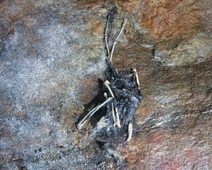 The remains of a diseased bat on a rock wall. Photo by Carl Heilman II