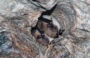 Bats snuggle in a bore hole in the mine. Photo by Carl Heilman II