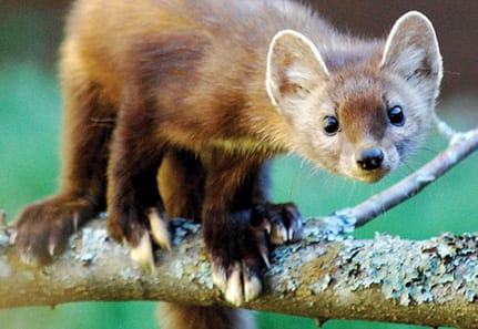 American Marten