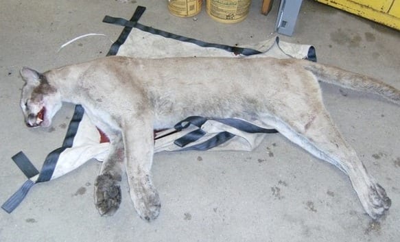 Cougar migrated from South Dakota