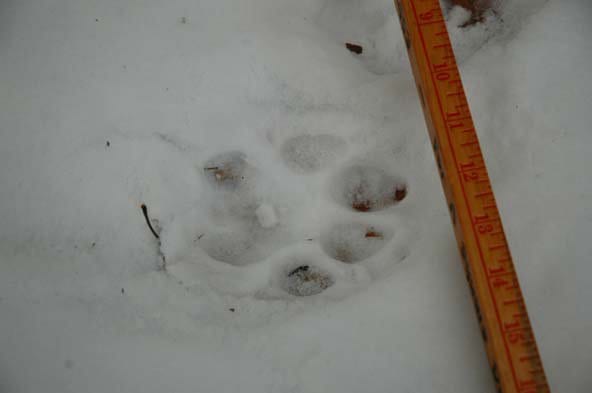 Wild cougar passed through Adirondacks