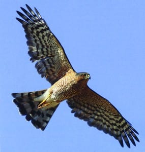 Sharp-shinned hawk
