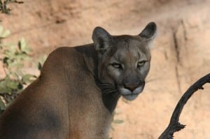 Cougar advocate to give talk