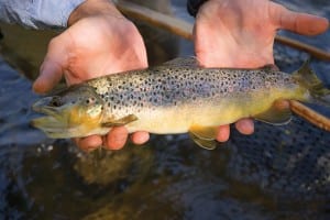 Fish that feed low on the food chain, like trout, usually have low mercury levels. Bigstockphoto.com