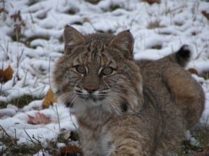 A bobcat. Photo from NYSDEC.