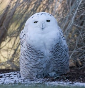 A snowy owl. Photo by Larry Master.