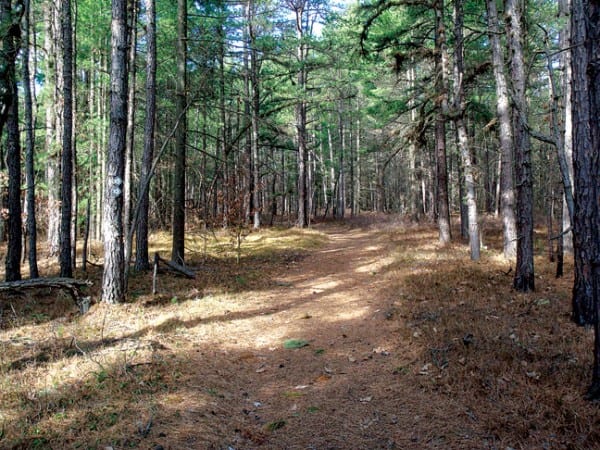 pine barrens