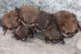 Little brown bats in hibernation.