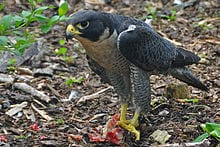 Peregrine falcon