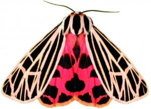 Virgin tiger moth