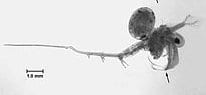 Spiny water flea