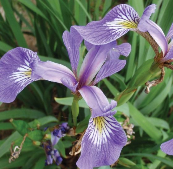 New “Wildflowers of the Adirondacks” is more home reference book than field guide