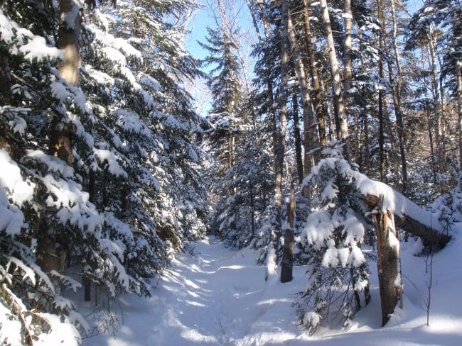 Avalanche Pass hiking trail