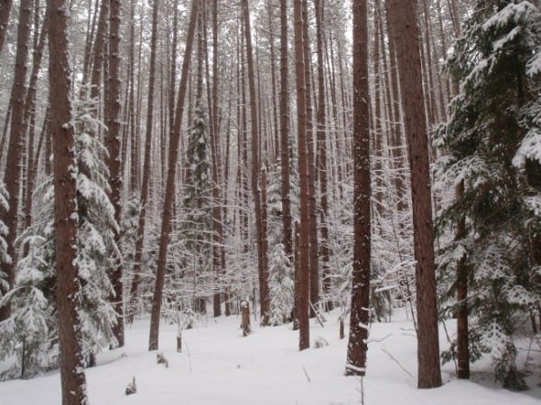 The Jackrabbit Trail passes through a pine forest on the outskirts of Saranac Lake, as seen in February 2013. Photo by Phil Brown.