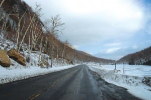 Road salt killed the white birches that once lined the north shore of the Cascade Lakes. Photo by Susan Bibeau