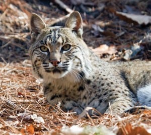 New York State may expand hunting and trapping of bobcats. Photo by Larry Master