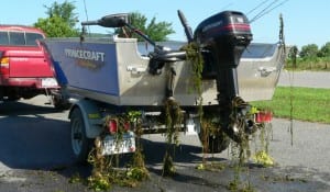 Eurasian milfoil hitchhikes on traveling boats.