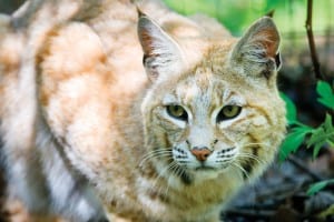 Eighty percent of public comments opposed extending hunting and trapping of bobcats.BigStockPhoto