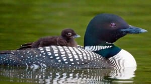Dangerous levels of mercury have been found in loons. Photo by Larry Master