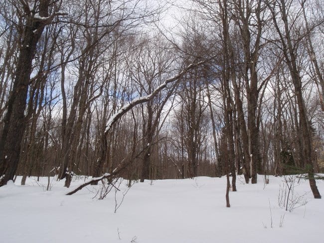 Snowy woods a mile past Grass Pond. Photo by Phil Brown.