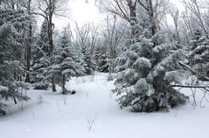 Natural openings in forest can be maintained as ski glades