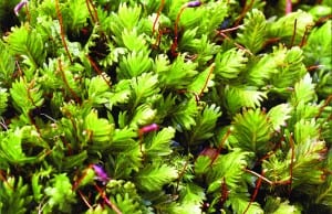 Maidenhair pocket moss resembles miniature ferns. Photo courtesy of Princeton University Press.