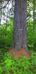 A cross carved into a white pine memorializes a logger who drowned during a river drive many years ago. Photo by Fred Monroe