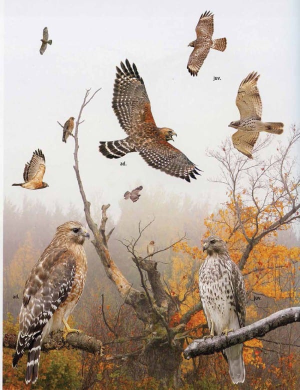 The Crossley guidebook shows red-shouldered hawks as they might be encountered in the field. Courtesy of Princeton University Press
