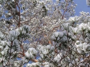 Pine branches on Baker.