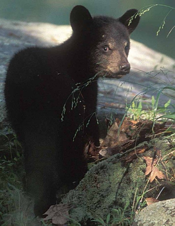 Some three thousand to four thousand bears live in the Adirondacks. Photo by Gary Lemmo