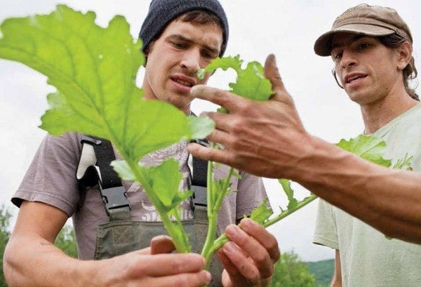 Ian Ater and Lucas Christenson grow organic produce on Fledgling Crow Farm. Photo by Ben Stechschulte