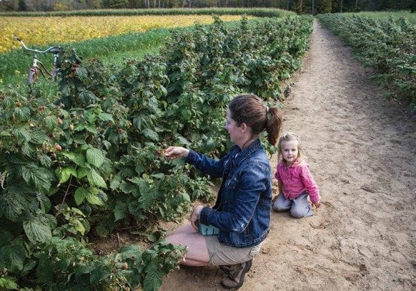 Kristin Kimball picks raspberries on Essex Farm while her daughter Miranda watches. Photo by Seth Lang