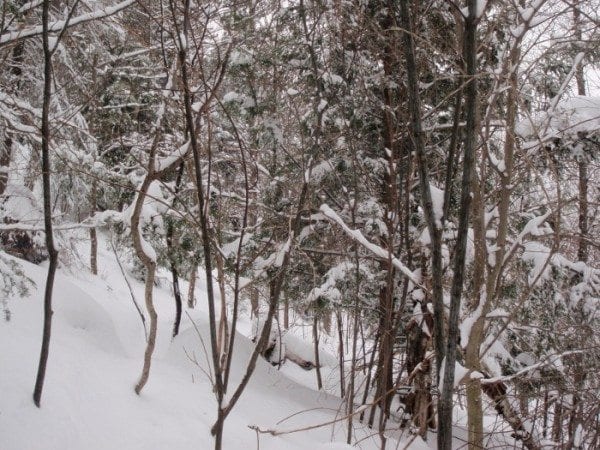 A view of the woods after last night's snowfall. Photo by Phil Brown.