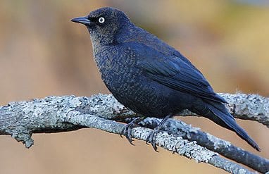 Certain Adirondack  species, such as the rusty blackbird, do not fare well near  development. PHOTO BY JEFF NADLER