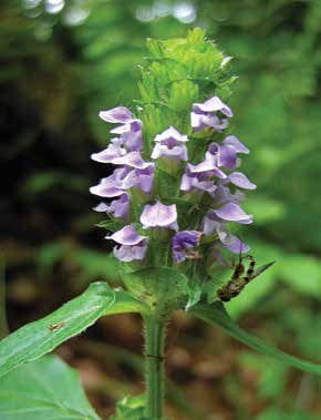 Self-heal flower Photo by Lisa Densmore