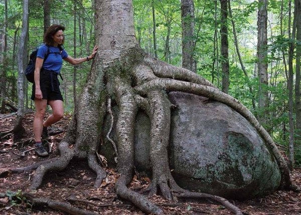 Lisa stops to admire the Octopus Tree along the hiking trail. Photo by Lisa Densmore