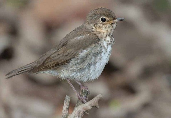 The Swainson’s thrush uses the stars and the magnetic field to navigate during migration. Photo by Jeff Nadler