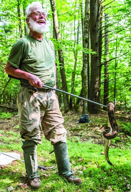 In thirty-six years of research Bill has become well acquainted with Adirondack timber rattlesnakes. Photo by Seth Lang