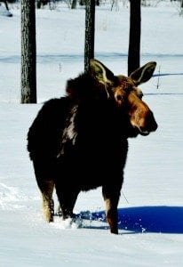 Snowmobiles could disturb moose.
