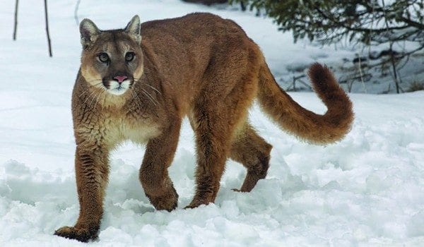 Will cougars return?