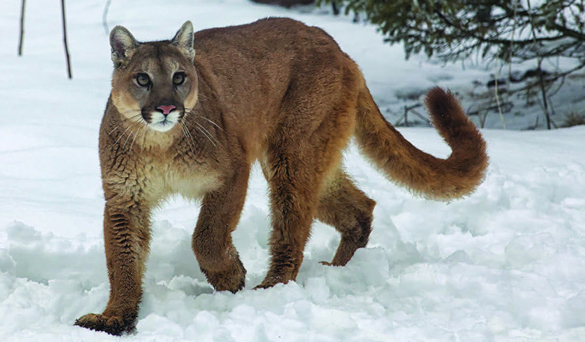 Adirondackers continue to report cougar sightings, but physical evidence is lacking. (This photo was taken in Montana.) Photo by BigStockPhoto.com