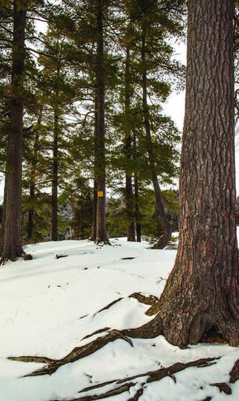 Hemlocks and pines often grow along the carries. Photo by Nancie Battaglia